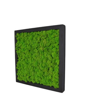 Tablou din licheni naturali si stabilizati
