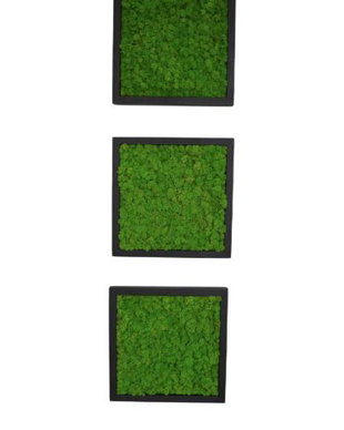 Set 3B Tablou din licheni naturali si stabilizati