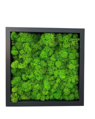 Tablou din licheni naturali si stabilizati