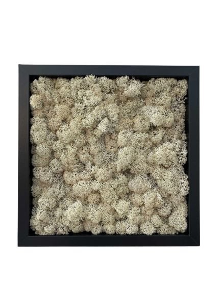 Set 3B Tablou din licheni naturali si stabilizati
