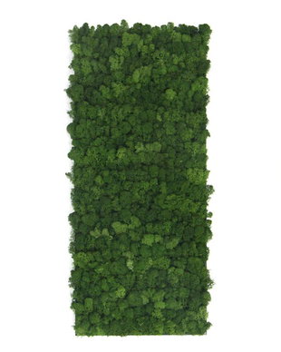 Tablou din licheni naturali si stabilizati