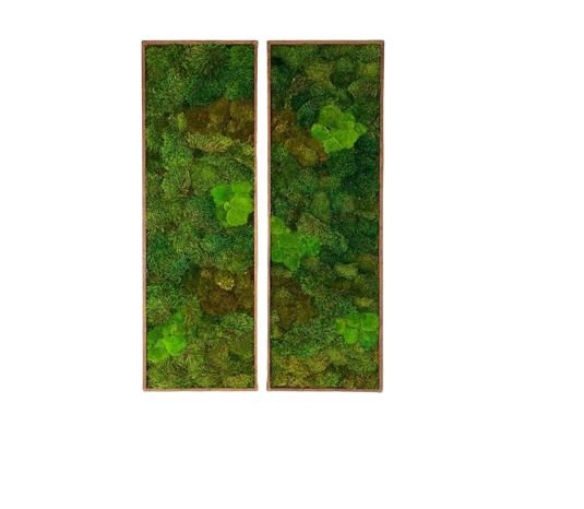 Set 2B Tablou din licheni naturali si stabilizati