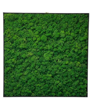 Tablou din licheni naturali si stabilizati
