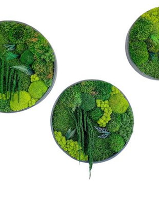 Set 3B Cerc din licheni naturali si stabilizati
