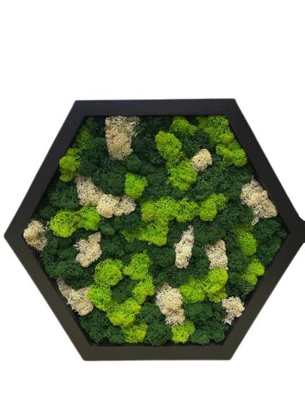 Hexagon din licheni naturali si stabilizati