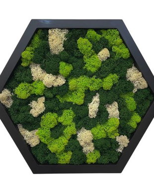Hexagon din licheni naturali si stabilizati