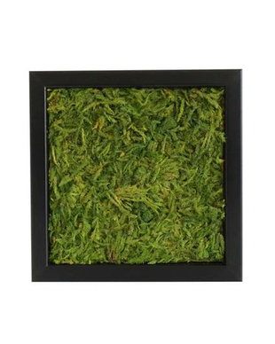 Tablou din licheni naturali si stabilizati