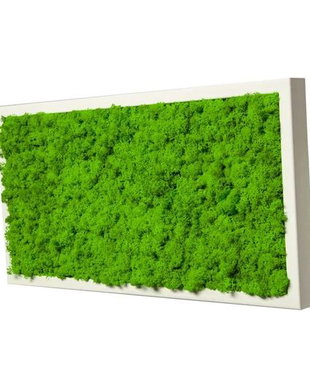 Tablou din licheni naturali si stabilizati