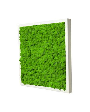 Tablou din licheni naturali si stabilizati