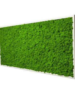 Tablou din licheni naturali si stabilizati