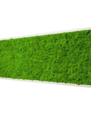 Tablou din licheni naturali si stabilizati
