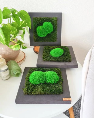 Set 3B Tablou din licheni naturali si stabilizati