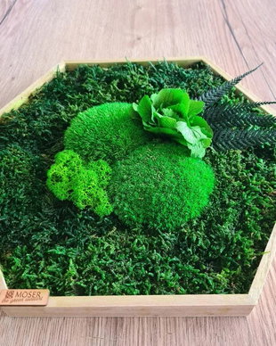 Hexagon din licheni naturali si stabilizati