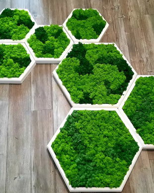 Set 3B Tablou din licheni naturali si stabilizati