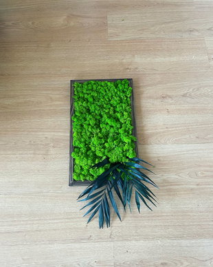 Tablou din licheni naturali si stabilizati