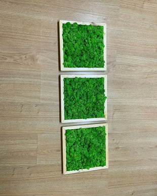 Set 3B Tablou din licheni naturali si stabilizati