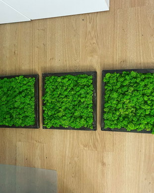 Set 3B Tablou din licheni naturali si stabilizati