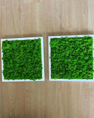 Set 2B Tablou din licheni naturali si stabilizati