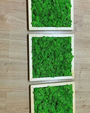 Set 3B Tablou din licheni naturali si stabilizati
