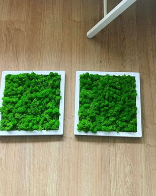 Set 2B Tablou din licheni naturali si stabilizati