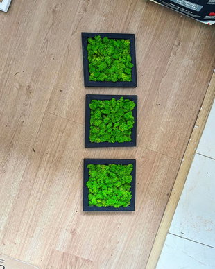 Set 3B Tablou din licheni naturali si stabilizati