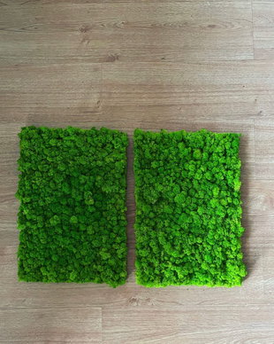 Set 2B Tablou din licheni naturali si stabilizati