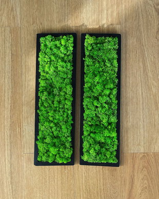 Set 2B Tablou din licheni naturali si stabilizati