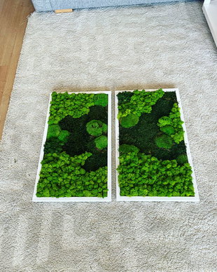 Set 2B Tablou din licheni naturali si stabilizati