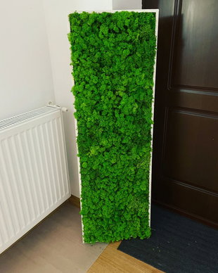 Tablou din licheni naturali si stabilizati