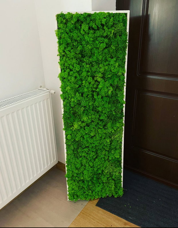 Tablou din licheni naturali si stabilizati