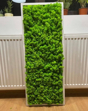 Tablou din licheni naturali si stabilizati