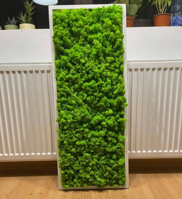 Tablou din licheni naturali si stabilizati