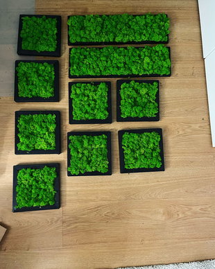 Set 10B Tablou din licheni naturali si stabilizati
