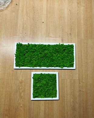Set 2B Tablou din licheni naturali si stabilizati