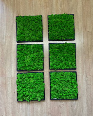 Set 6B Tablou din licheni naturali si stabilizati