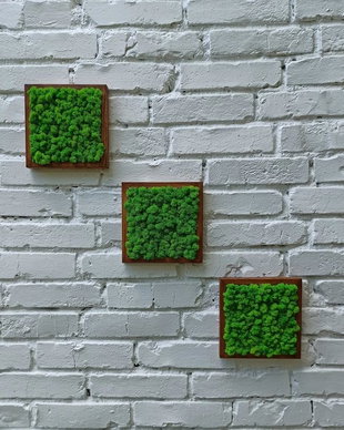 Tablou din licheni naturali si stabilizati