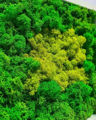 Tablou din licheni naturali si stabilizati