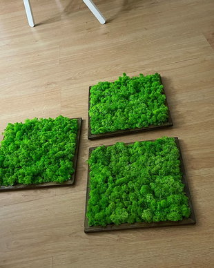 Set 3B Tablou din licheni naturali si stabilizati