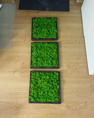 Tablou din licheni naturali si stabilizati