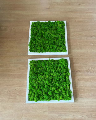 Set 2B Tablou din licheni naturali si stabilizati