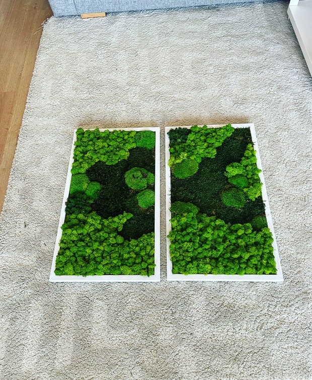 Set 2B Tablou din licheni naturali si stabilizati
