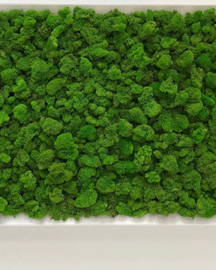 Tablou din licheni naturali si stabilizati
