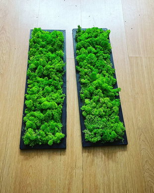 Set 2B Tablou din licheni naturali si stabilizati