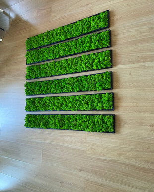 Set 6B Tablou din licheni naturali si stabilizati