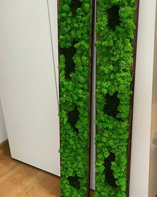 Set 2B Tablou din licheni naturali si stabilizati