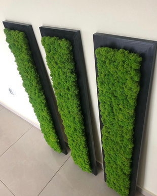 Tablou din licheni naturali si stabilizati