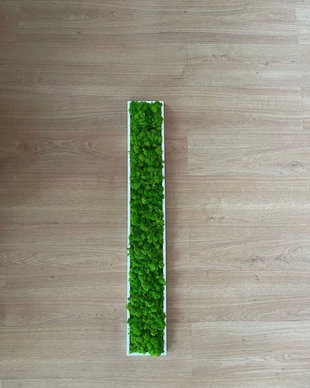Tablou din licheni naturali si stabilizati