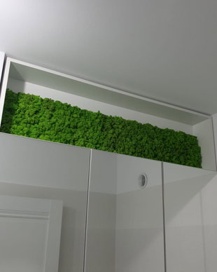 Tablou din licheni naturali si stabilizati