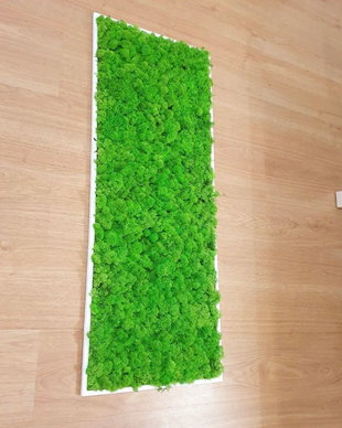 Tablou din licheni naturali si stabilizati