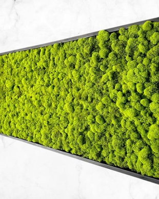 Tablou din licheni naturali si stabilizati